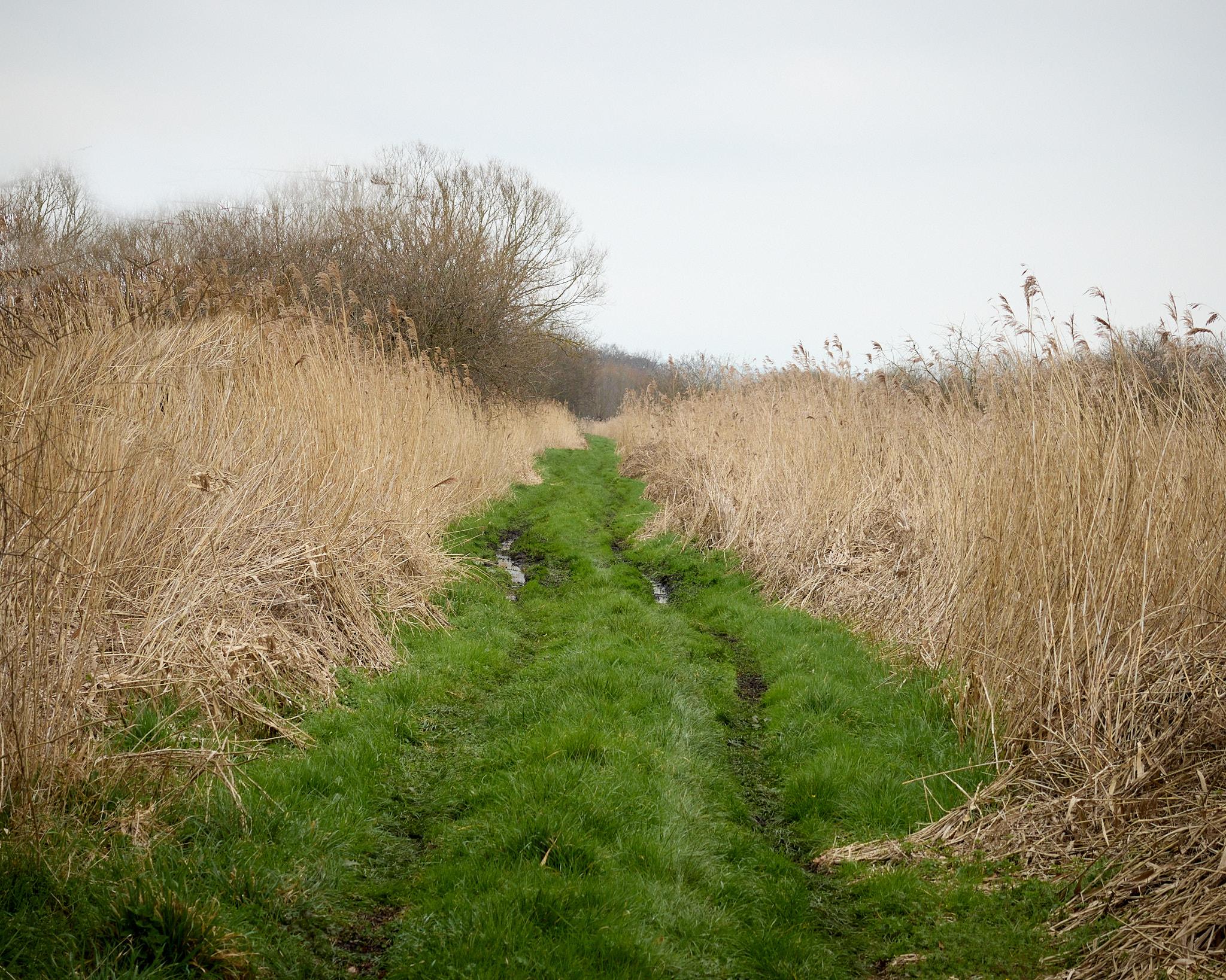 A narrow path runs through tall, dry grass and reeds. The scene feels quiet and still, inviting contemplation of nature's subtle changes.