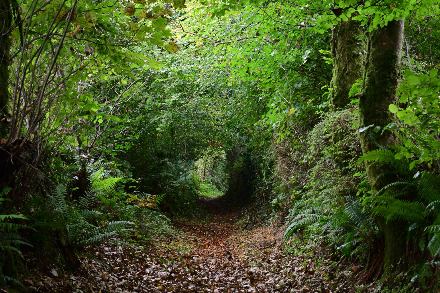 Holloway trackway