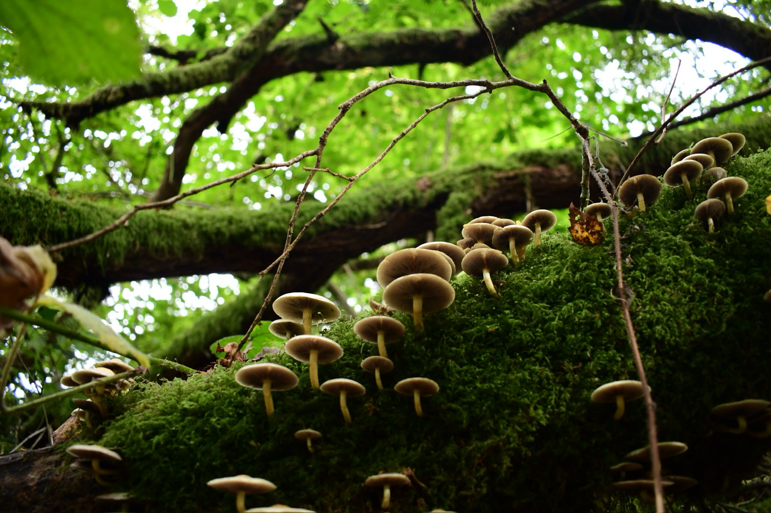 Fungi on a mossy log