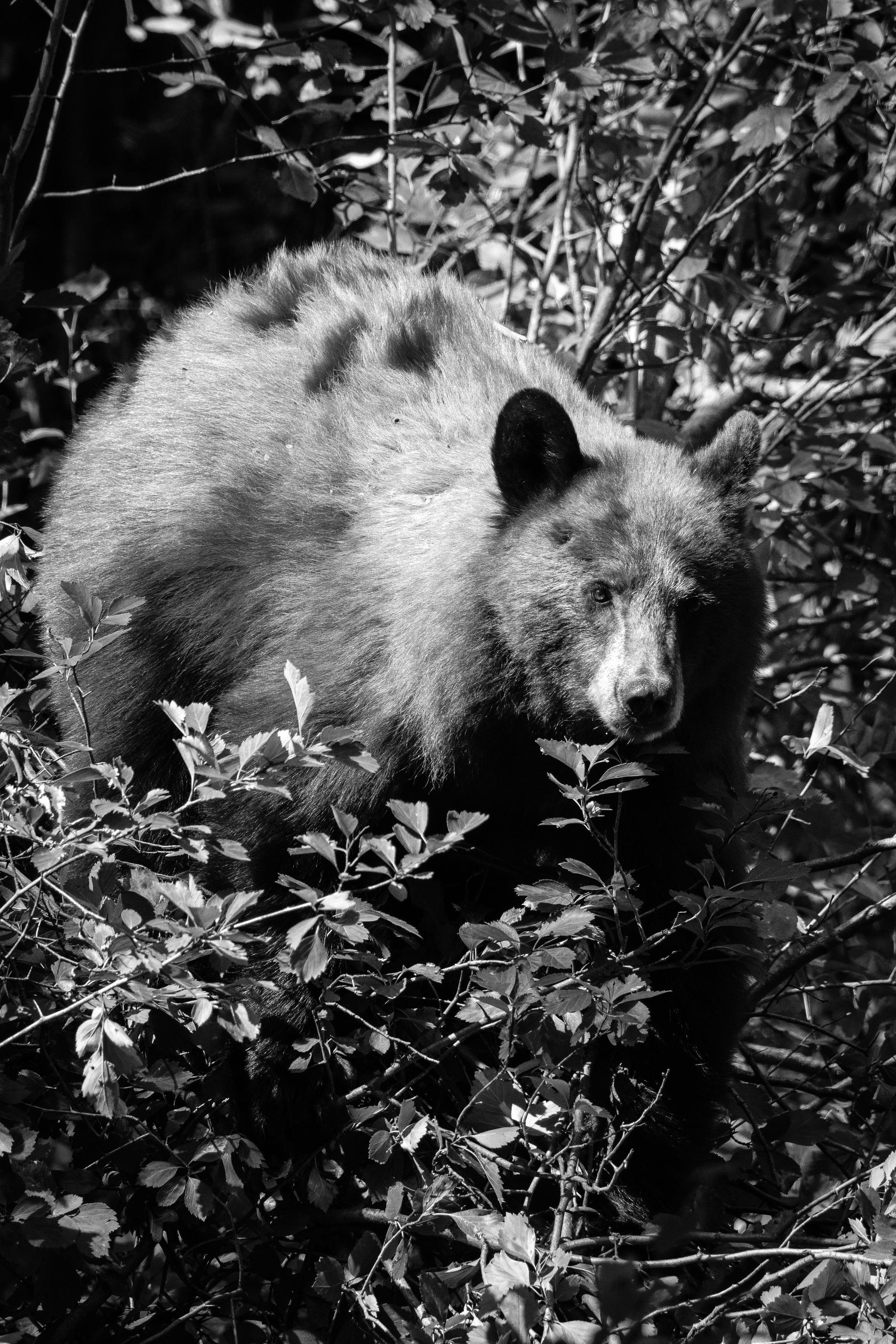 A cinnamon black bear standing on a berry bush, staring directly at the camera.
