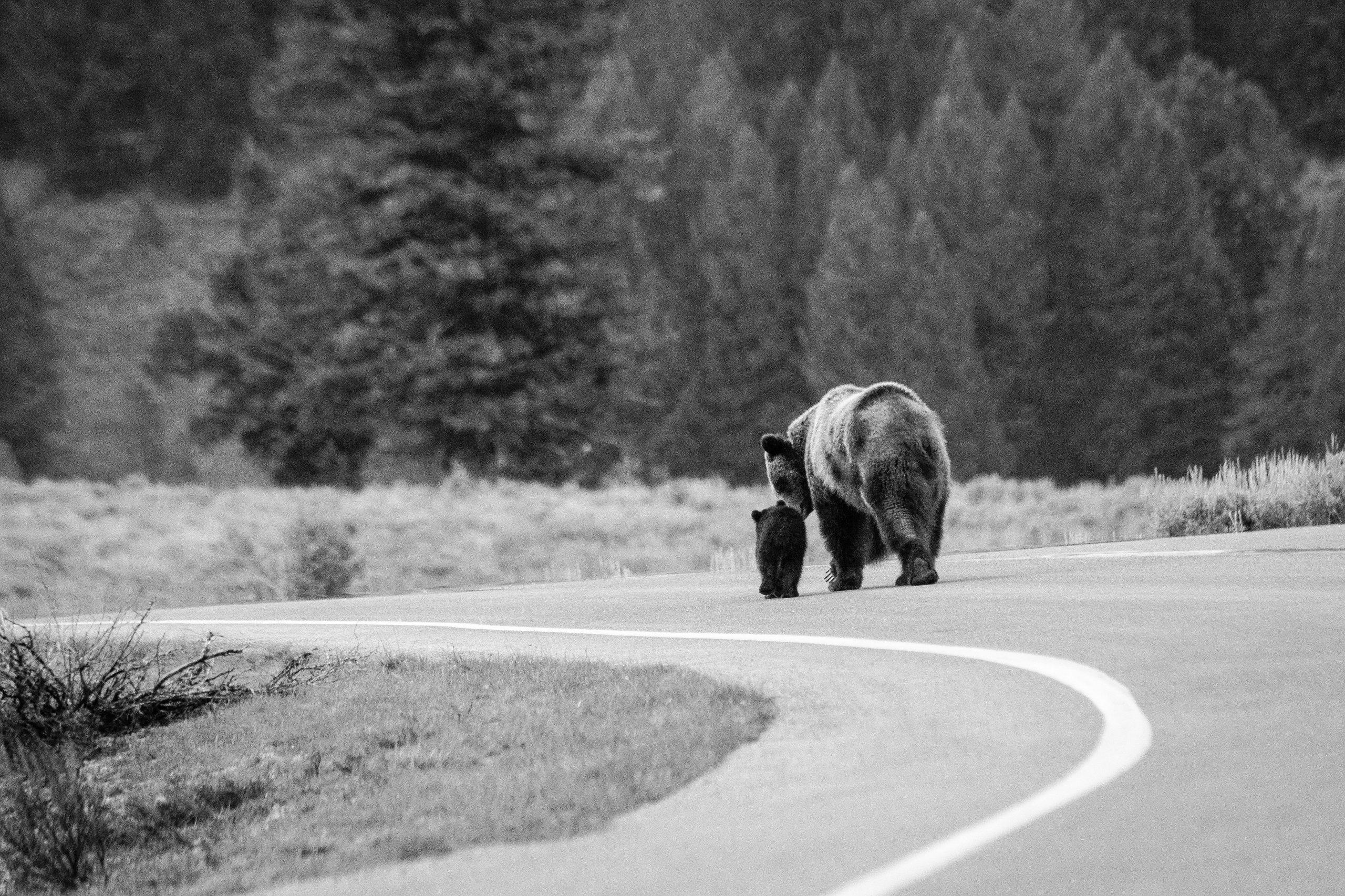 A grizzly sow walking down the middle of a curving road with her COY.