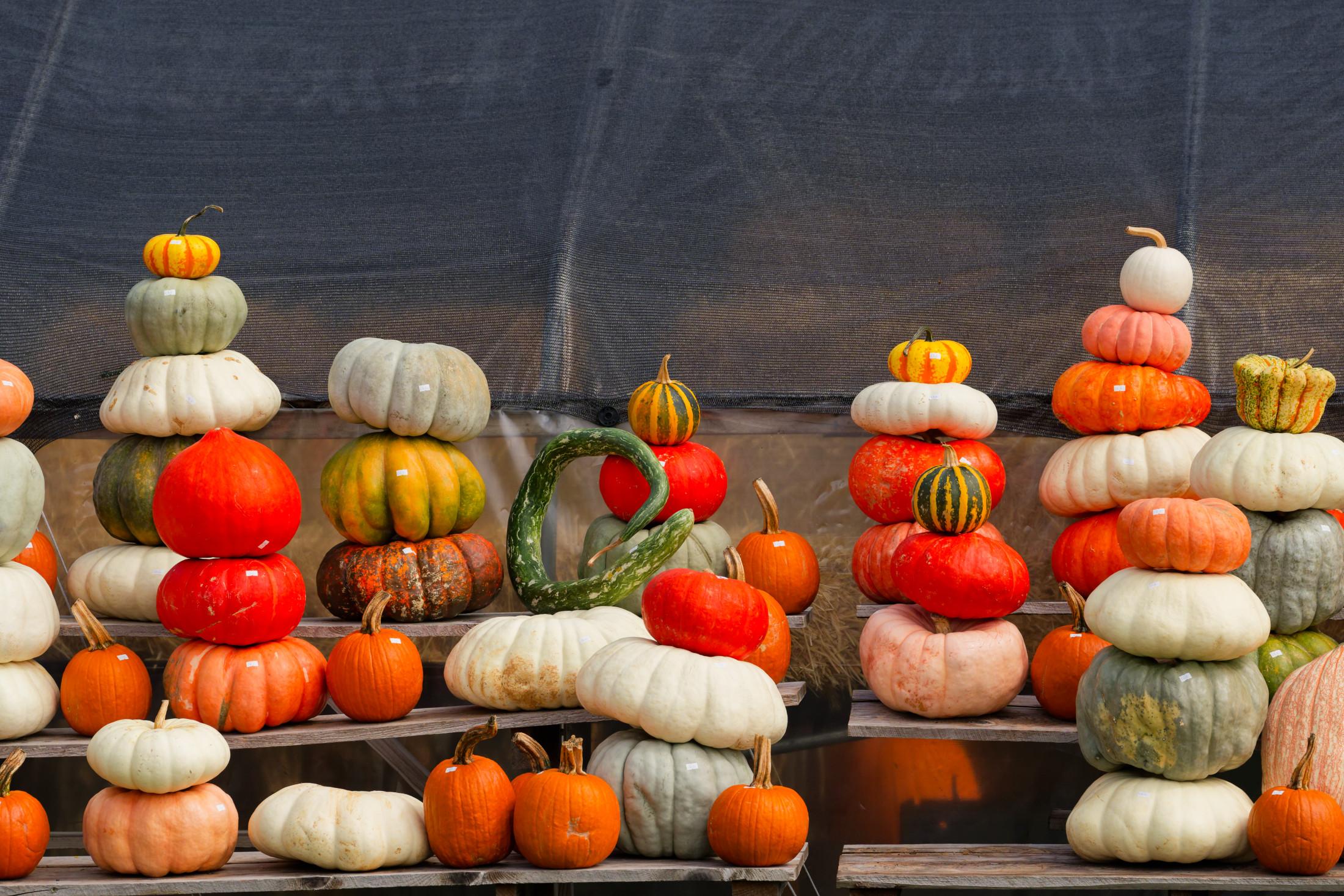 15 or so stacks of squash type fruits of various white and grey and orange and green colors with a bland background behind