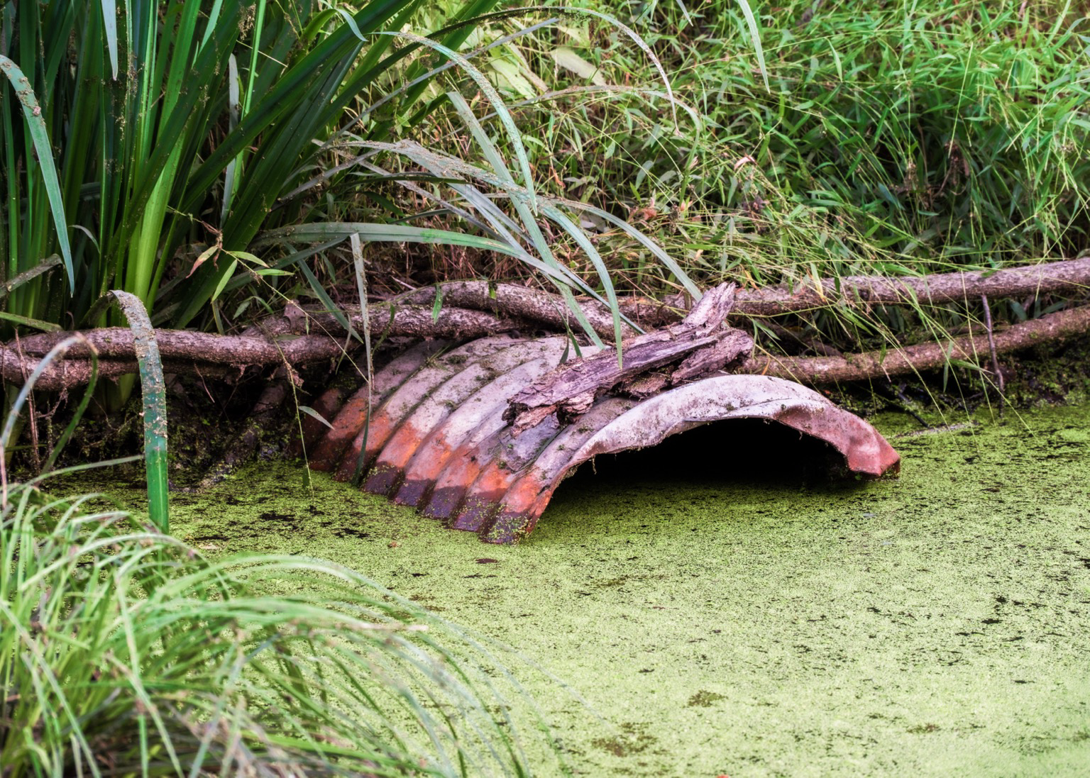 A rusty, corrugated pipe partially submerged in duckweed-covered water, surrounded by green foliage.
