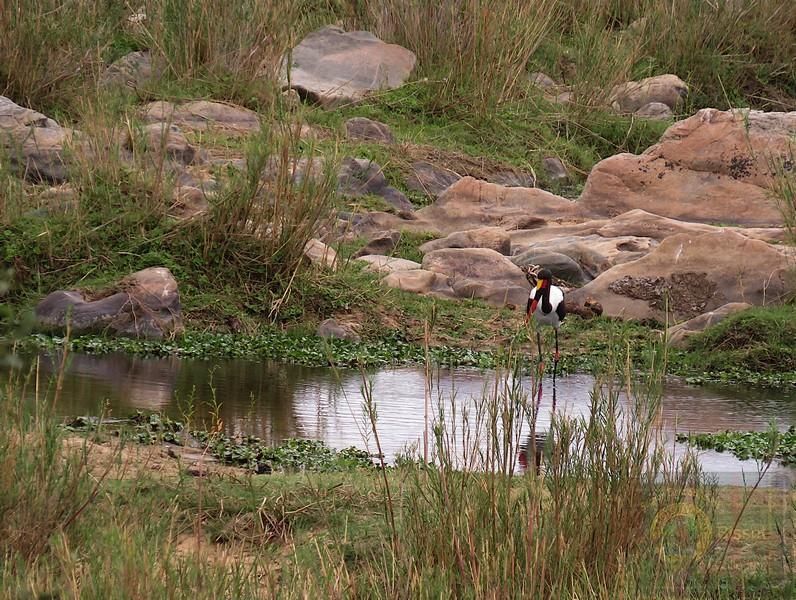 Stork