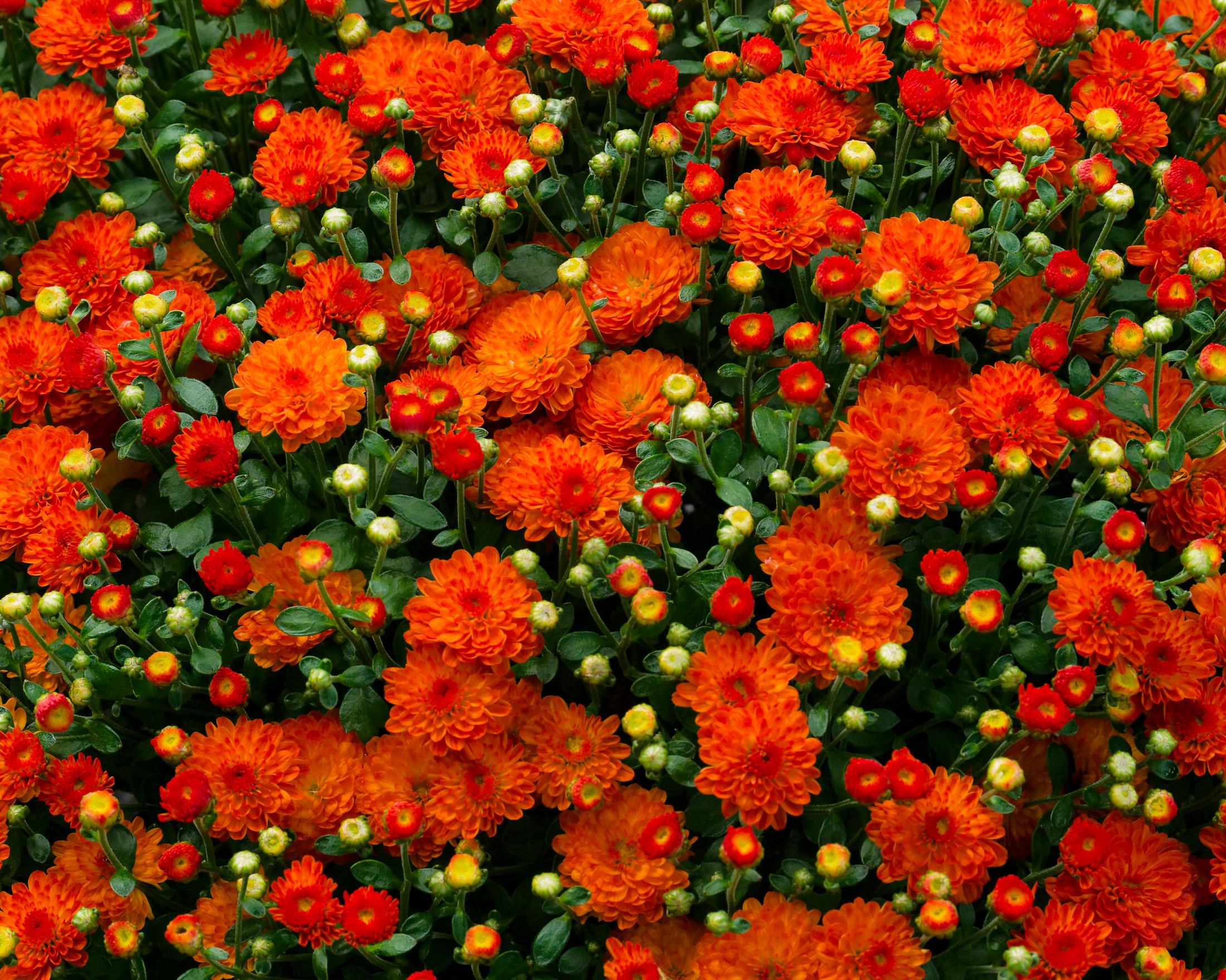 Field of maybe 100 or so orange mums on green foliage