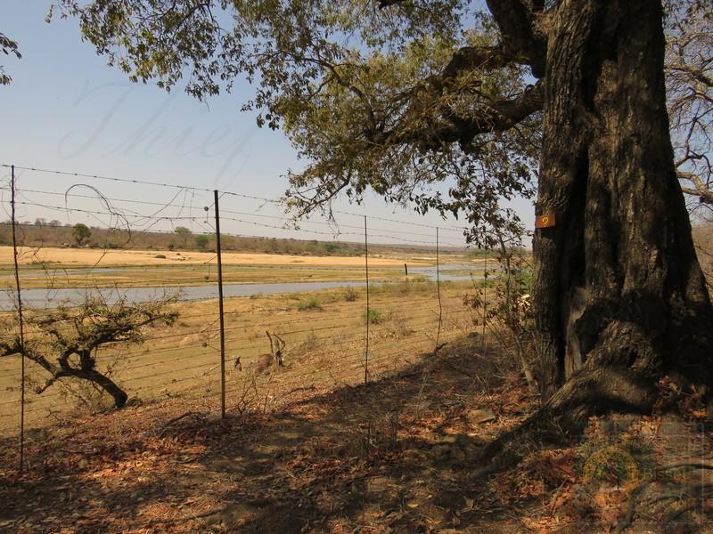 Short Walks. The Kruger/Marloth fence.