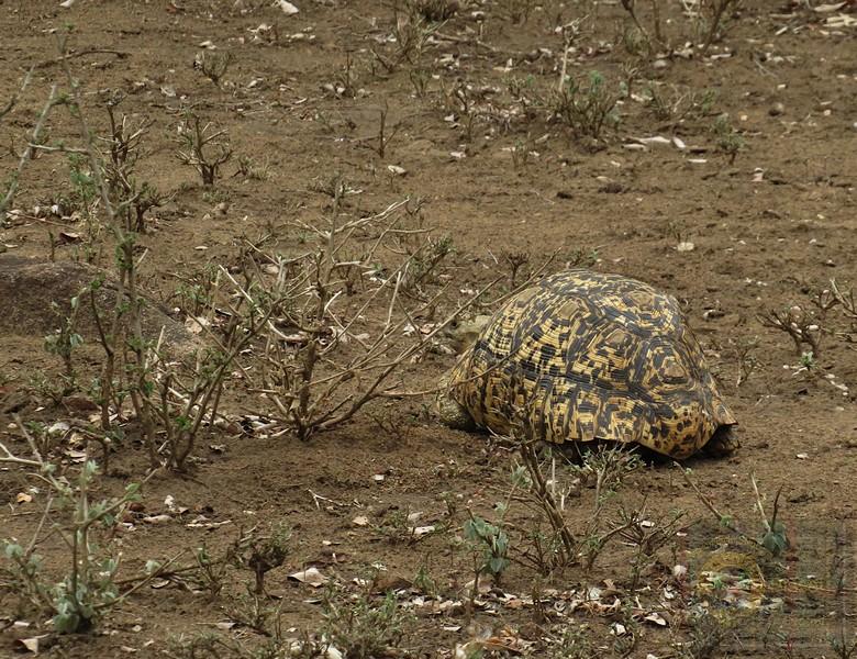 Tortoise