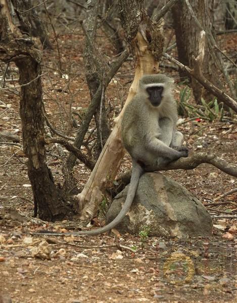 Monkey