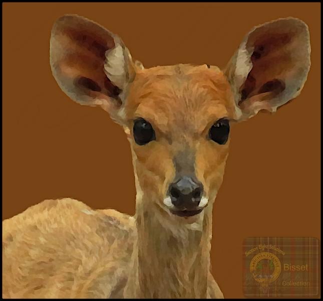 Young Bushbuck