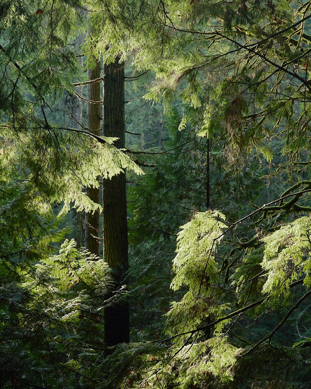 A dense forest scene featuring tall, straight evergreen tree trunks framed by lush, light green conifer branches. Soft sunlight filters through the canopy, highlighting the mossy details and vibrant foliage.