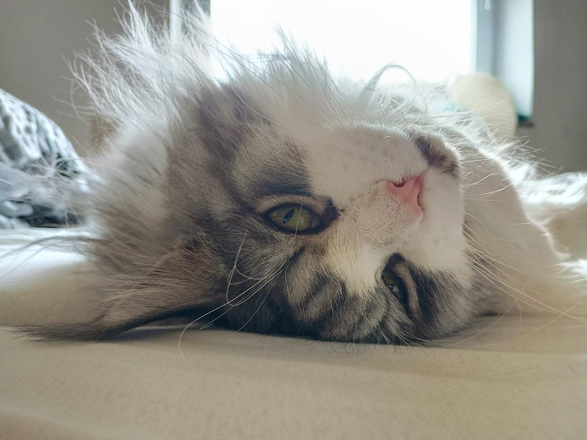 Wilma listening to Shoegaze
https://blubberfisch.org/2026/09/12/wilma-listening-to-shoegaze-c26_217/