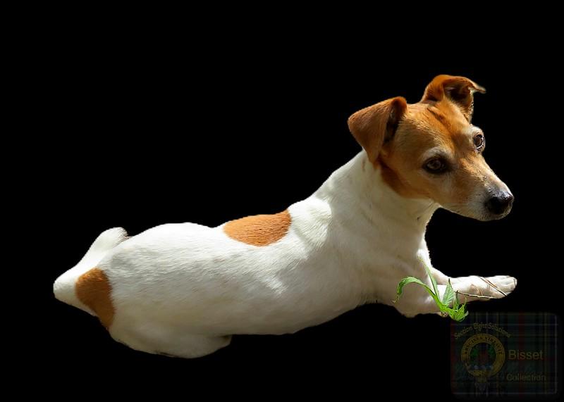 A Doggie!