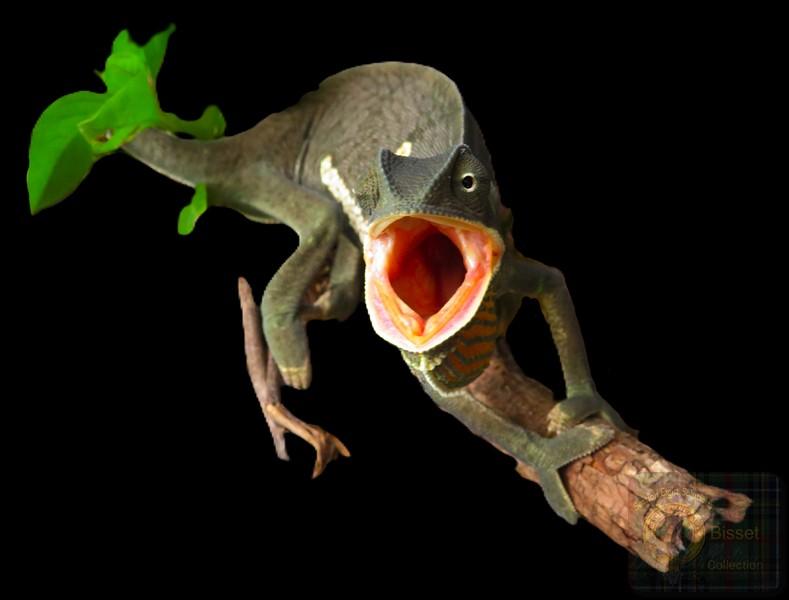 A Chameleon photo