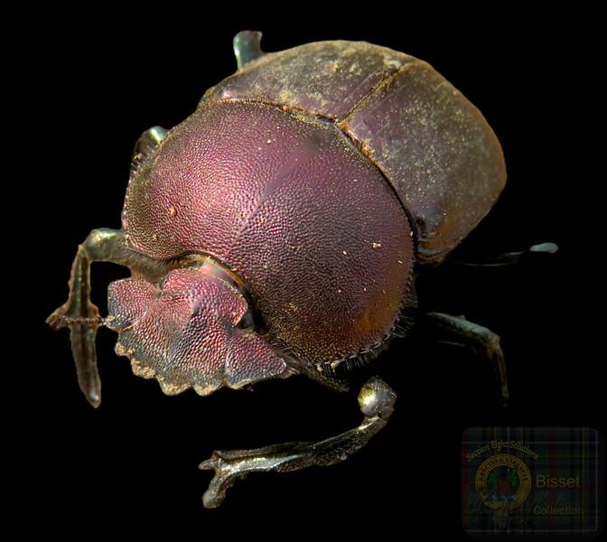 A big beetle