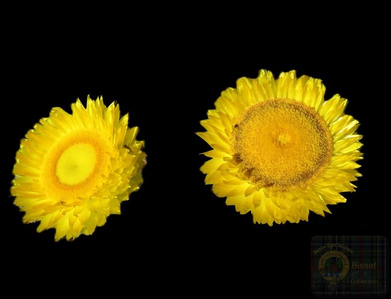 Yellow flowers