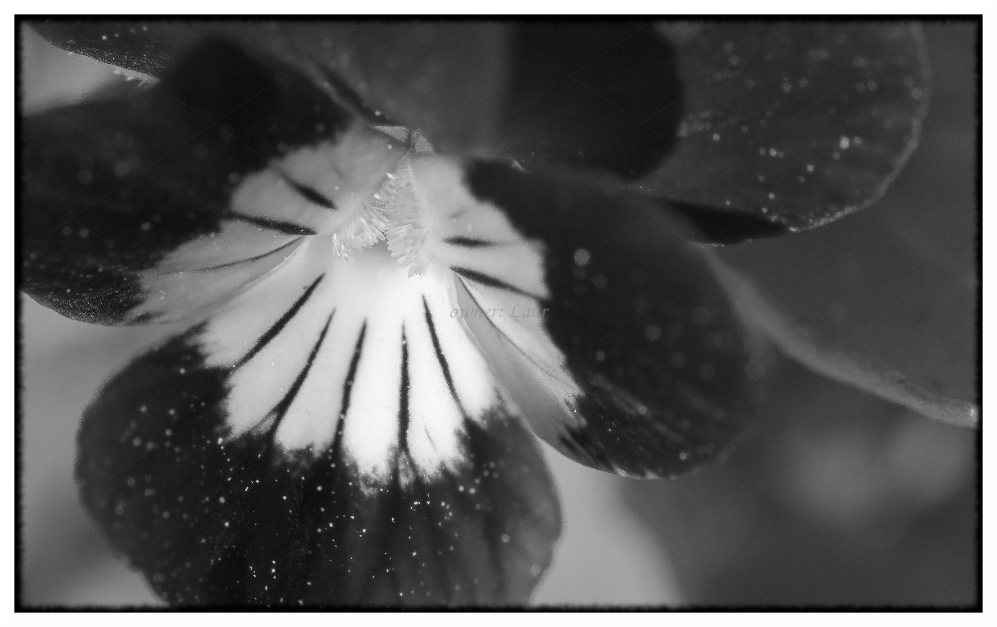 Flower, monochrome, photo