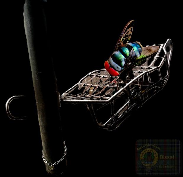 Photoshopped . A huge fly on a trolley