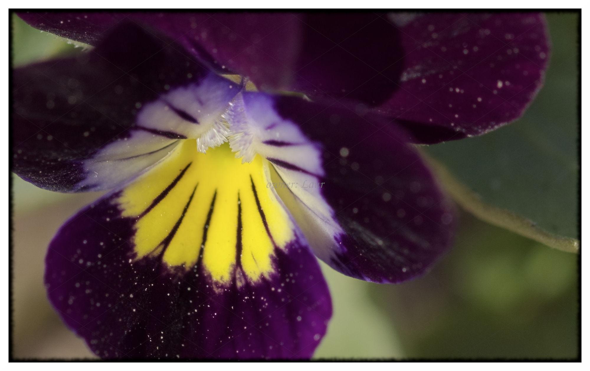 Flower, color, photo