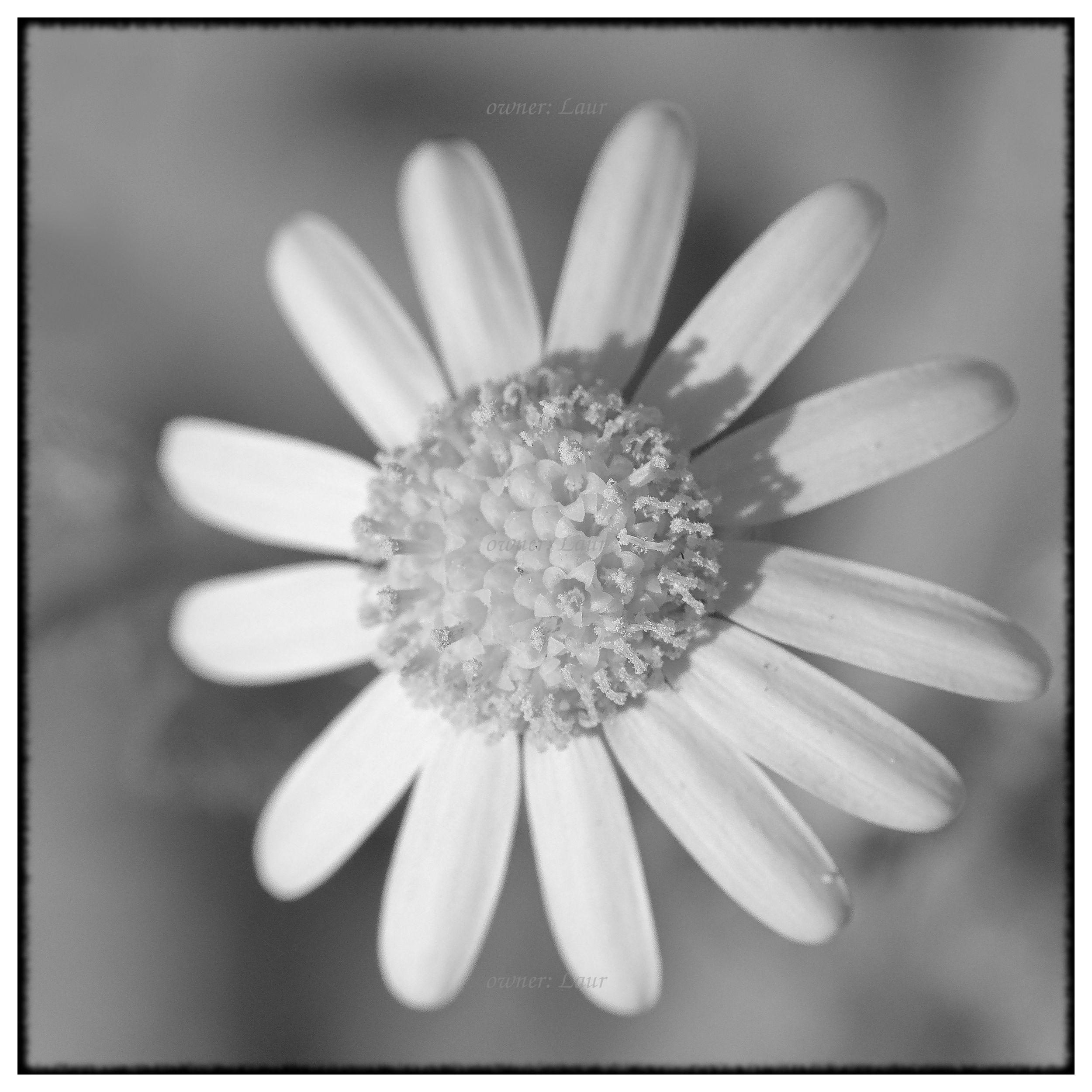 Flower, monochrome, photo
