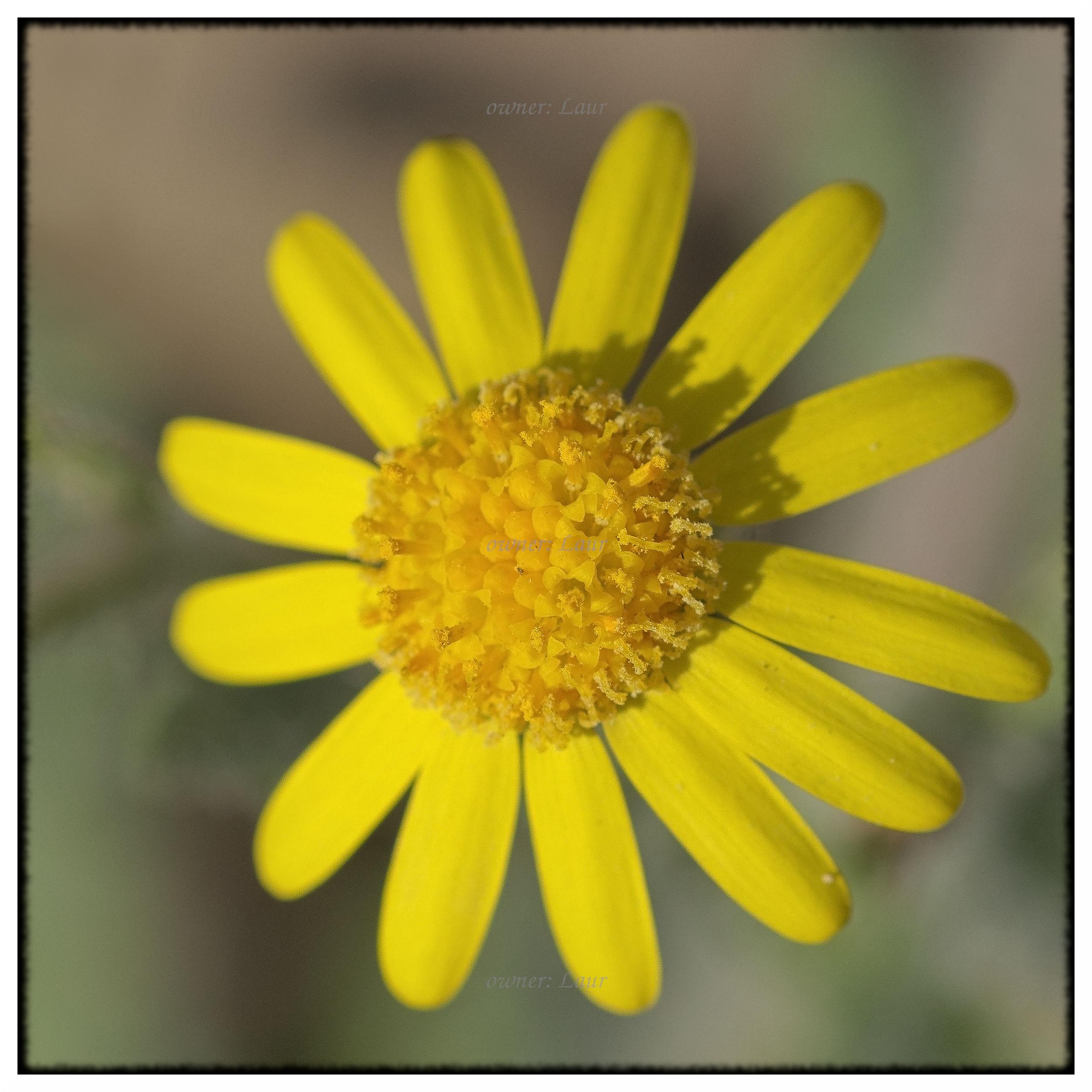 Flower, color, photo