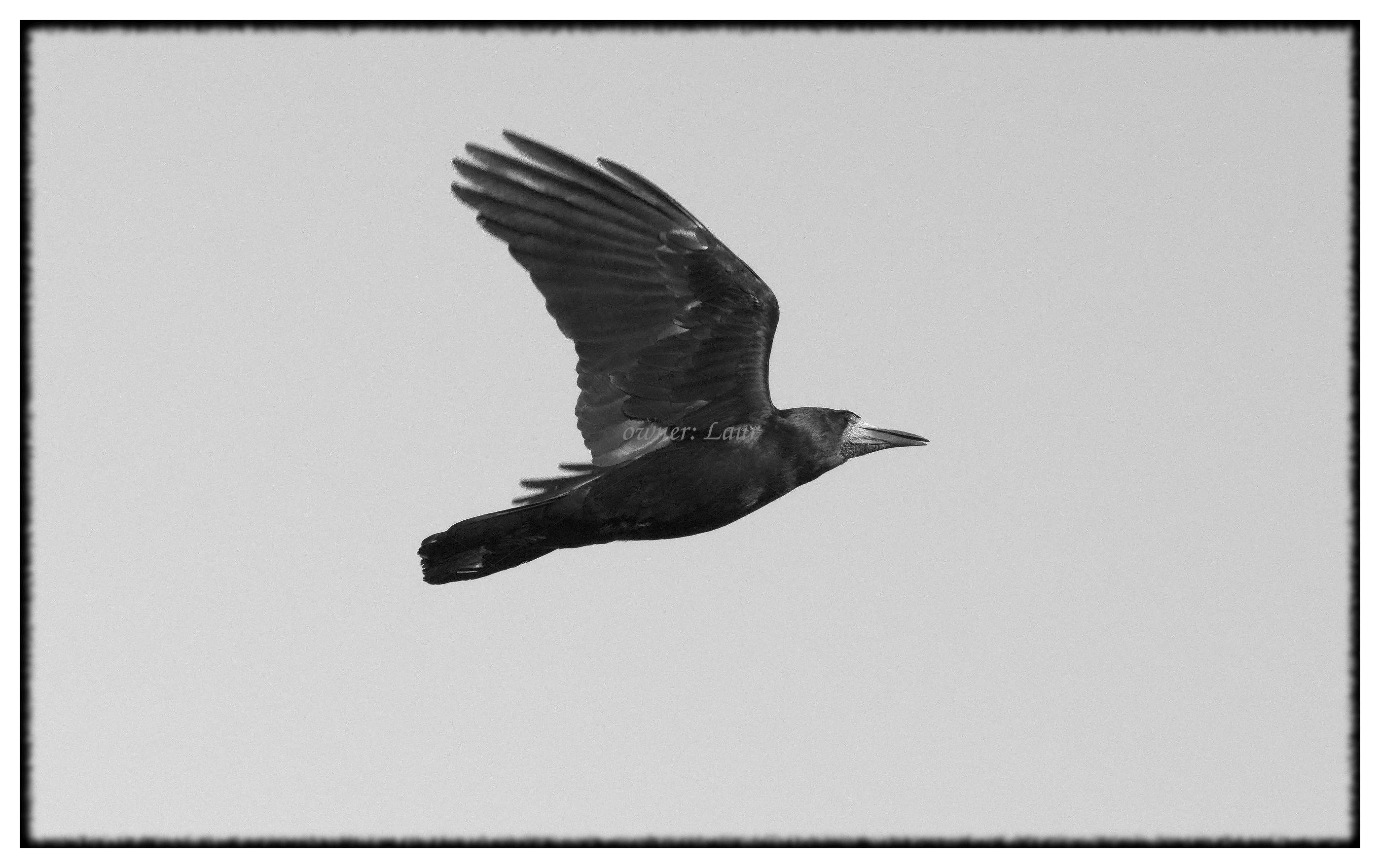 Bird, monochrome, photo
