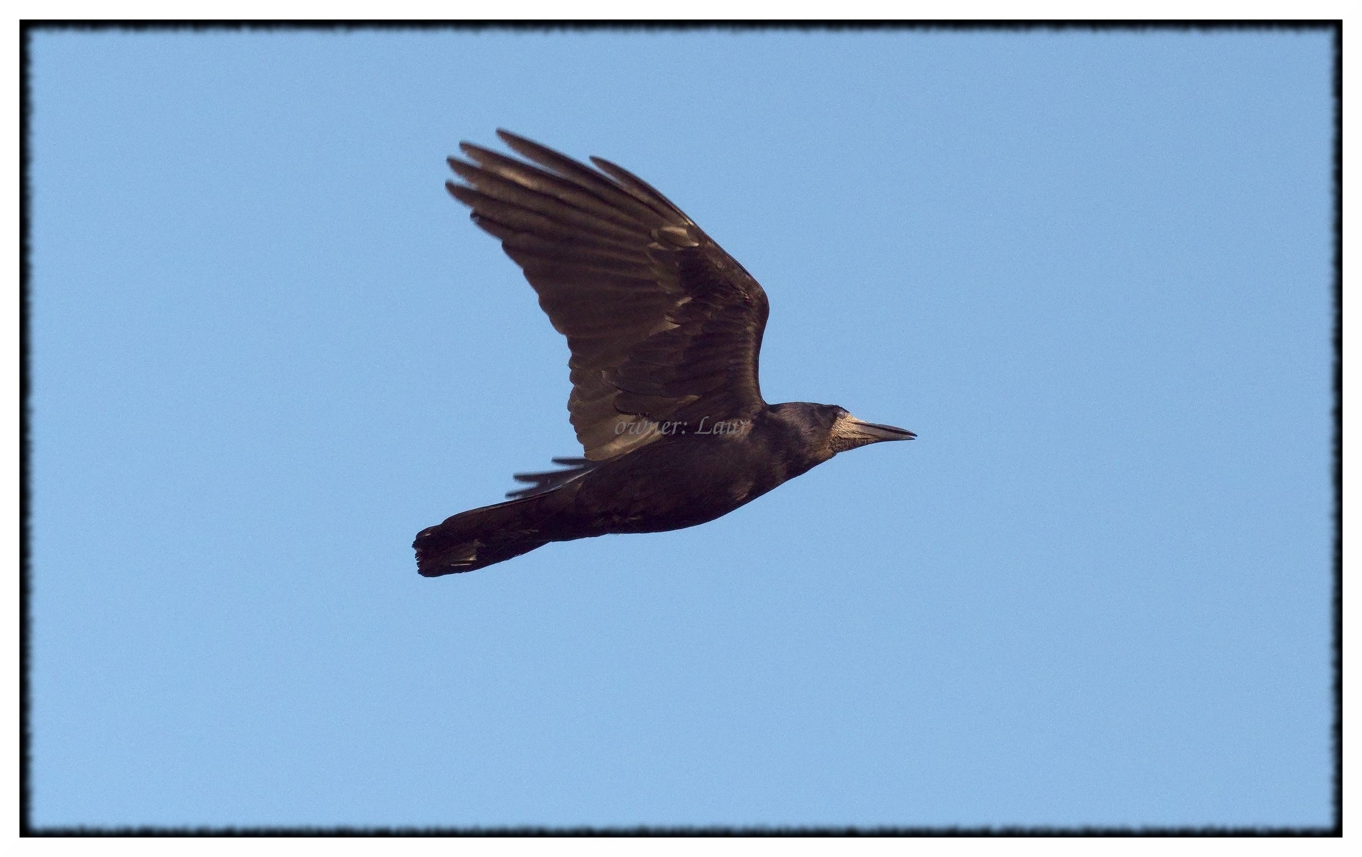 Bird, color, photo