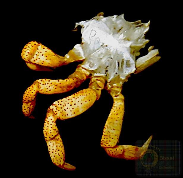 Piece of a dead crab