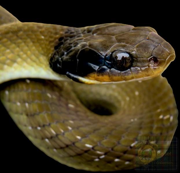 A small snake
