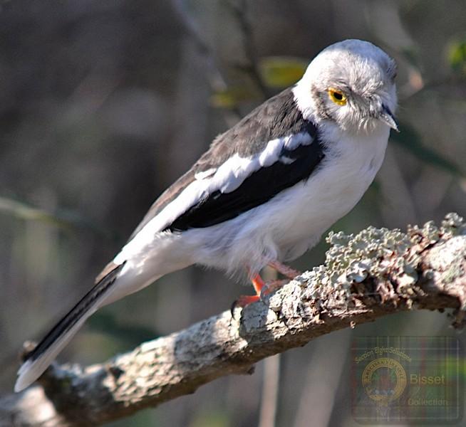 Small Bird
