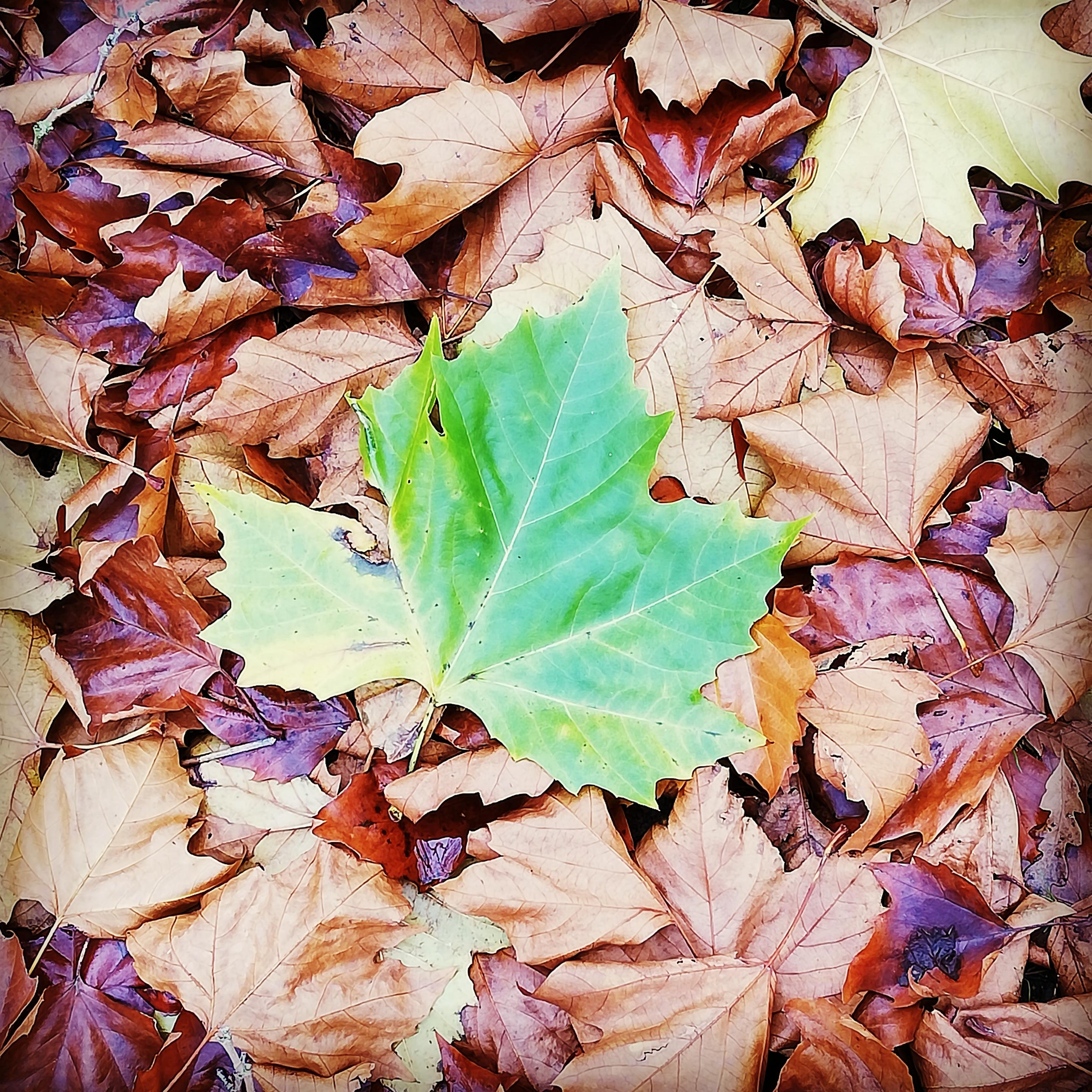 “Autumn is the mellower season, and what we lose in flowers we more than gain in fruits.” ― Samuel Butler. Photo by Hussein Al-alak.