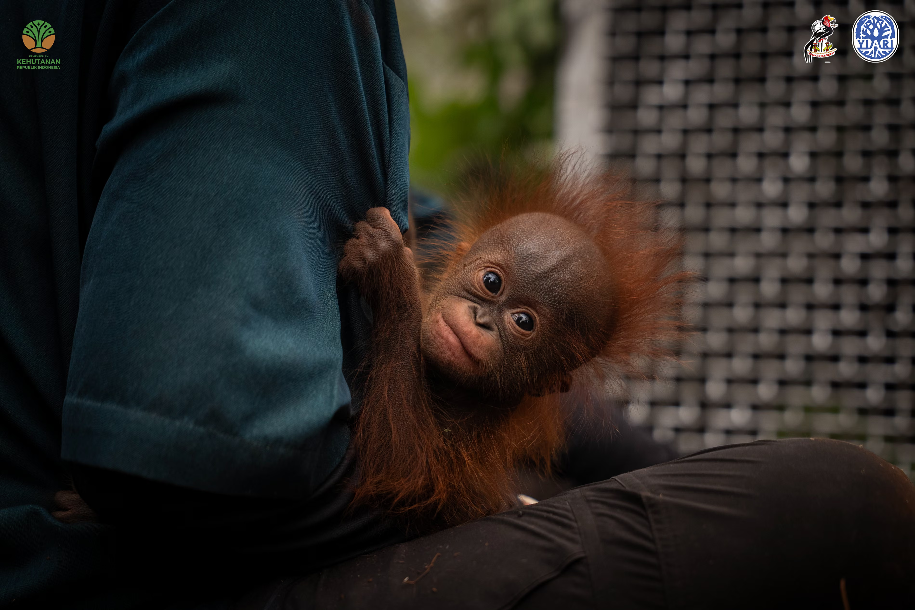 A baby orangutan, clinging to a carer.