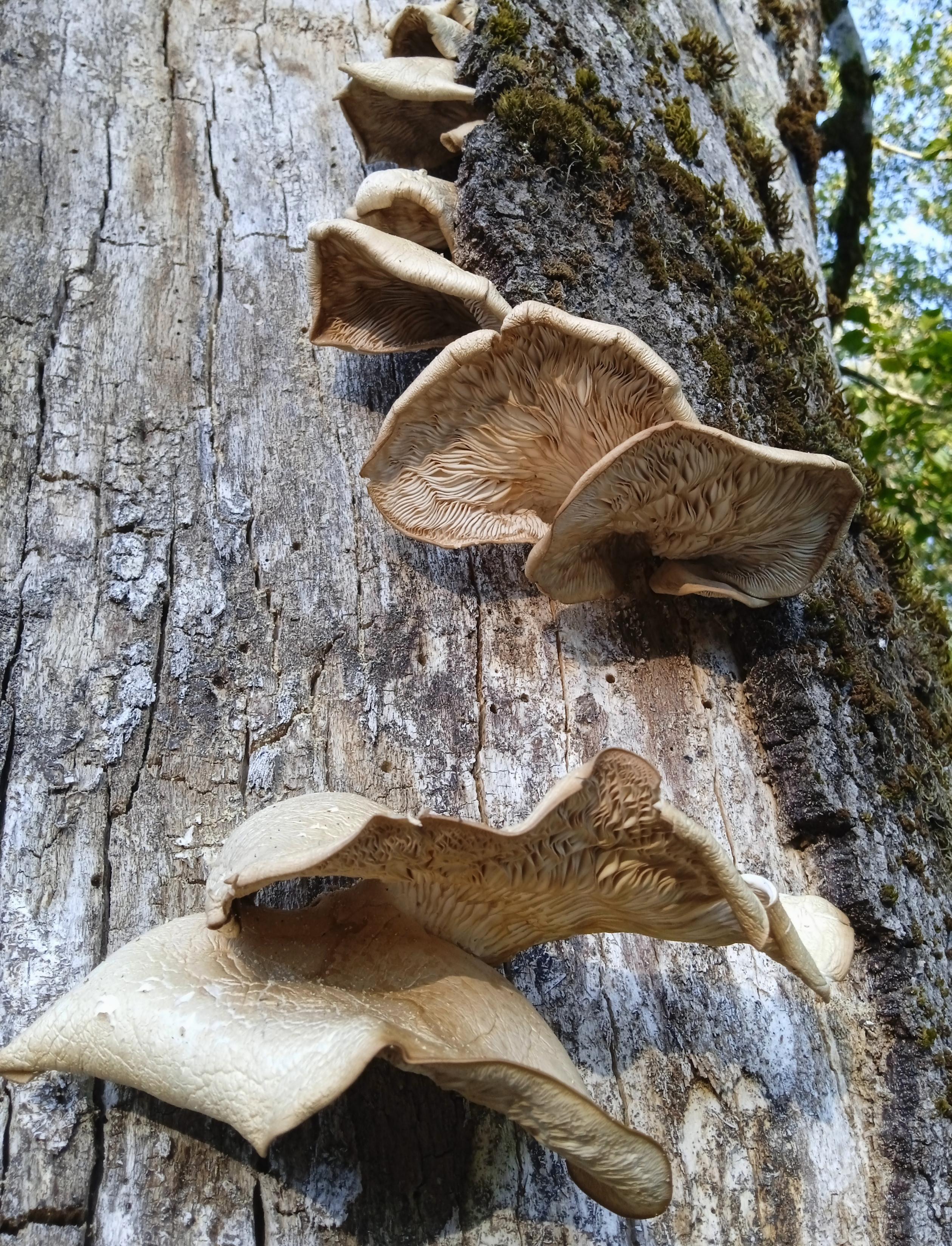Light brown mushrooms growing out of a dead tree - they are brackets shaped, with crinkly edges and thick wavy gills - but also completely shrivelled and dried out.