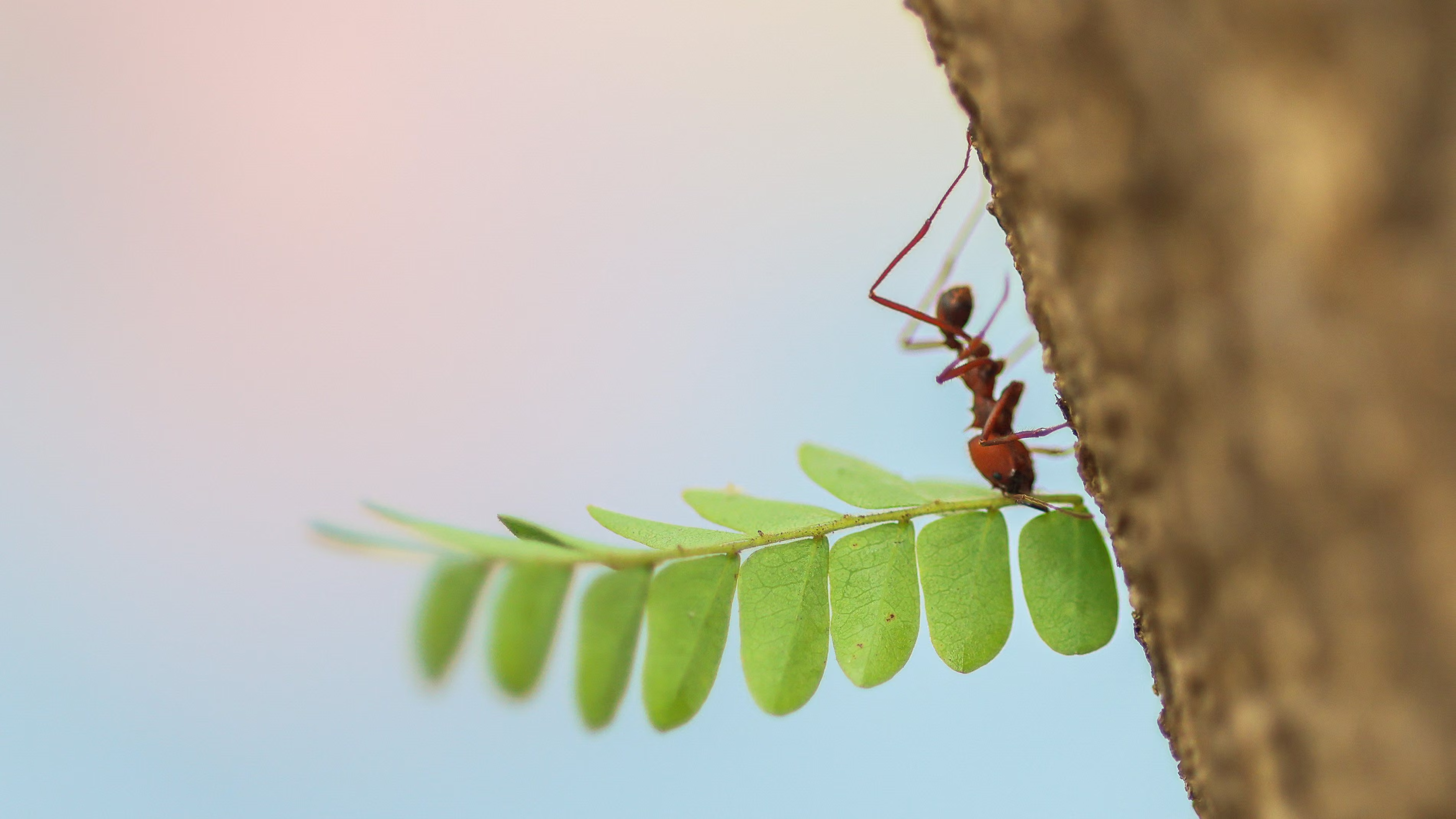 A fire ant carries a leaf.