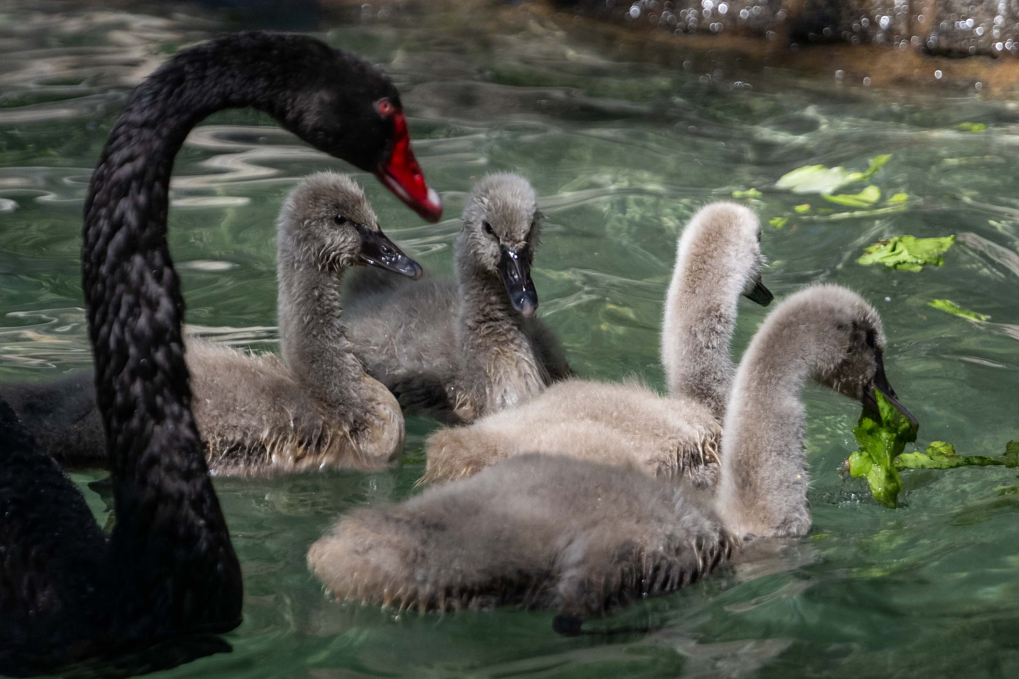 Black swan cygnets with mother.