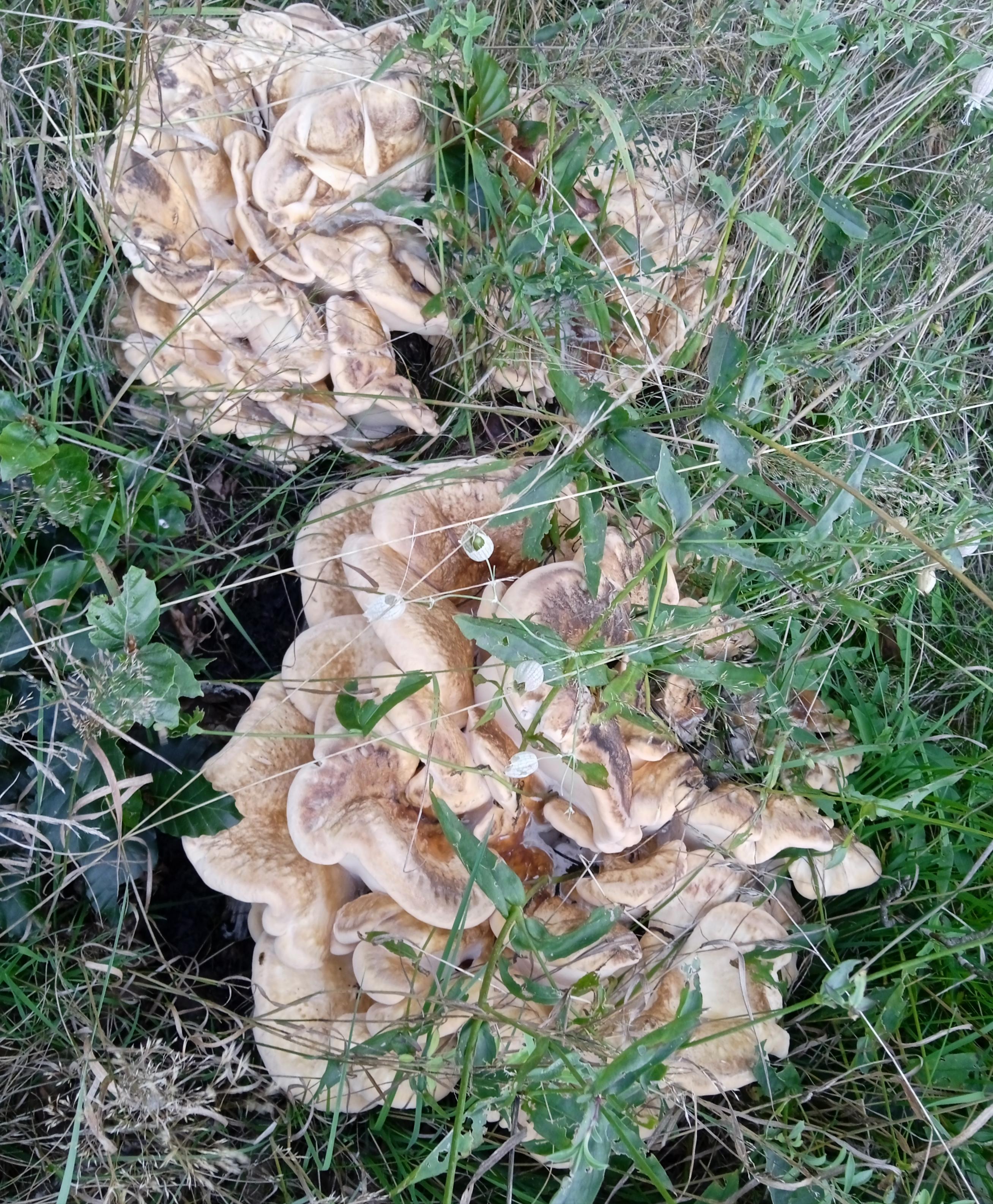 A huge mass of light brown frilly fungi, growing out of a patch of grass. 2 other clumps above.
