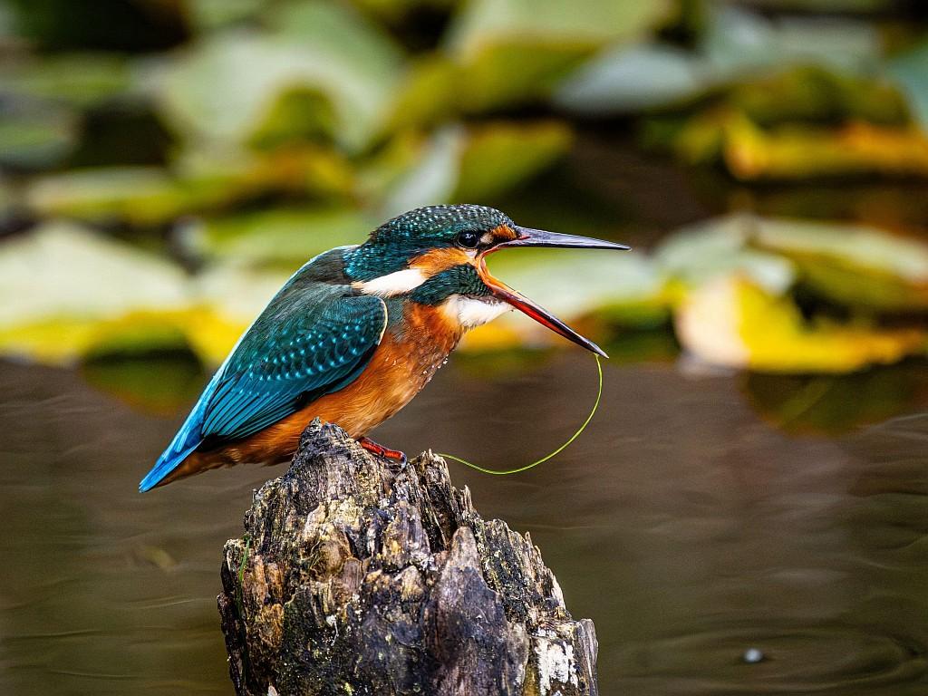 A female kingfisher.