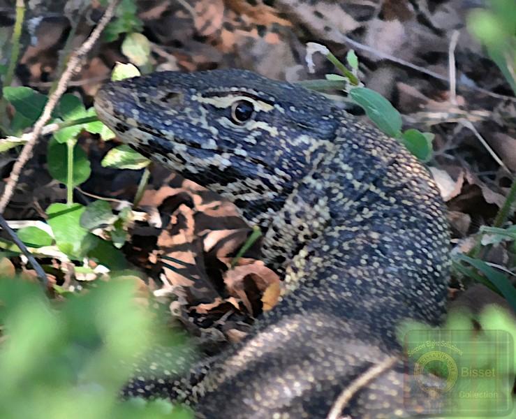 BIG lizard
