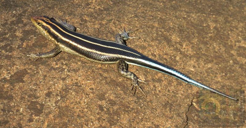 Lizard with blue tail