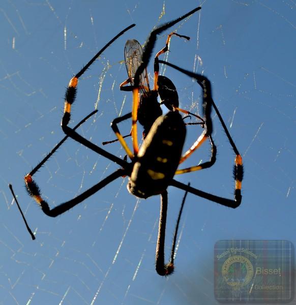 BIG BIG spider