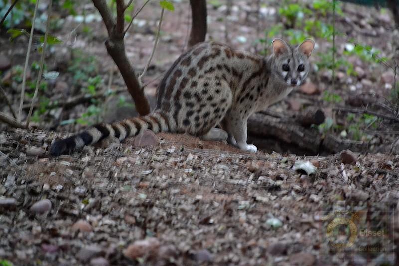 Small cat like critter