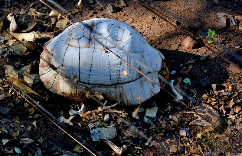 Dead tortoise