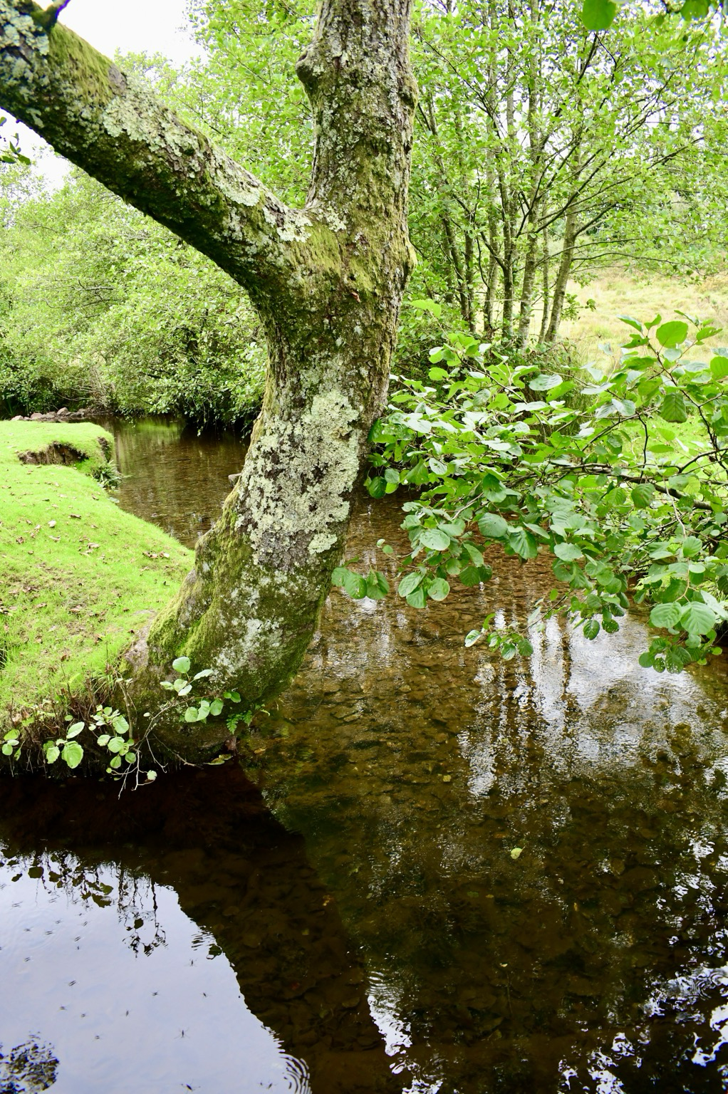 An alder tree with lichen on its bark and reflections in the stream it overhangs.