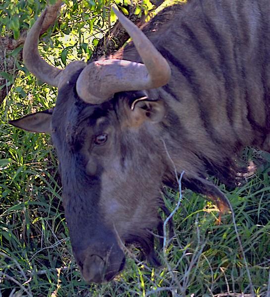 Cowlike animal