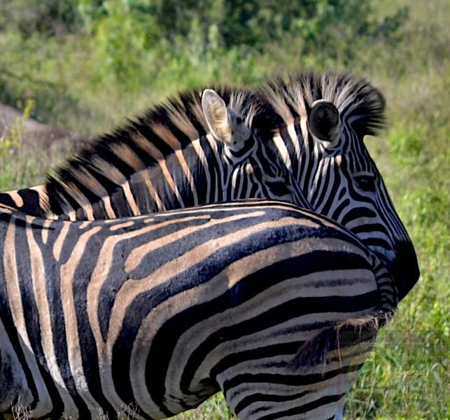 3 Zebra