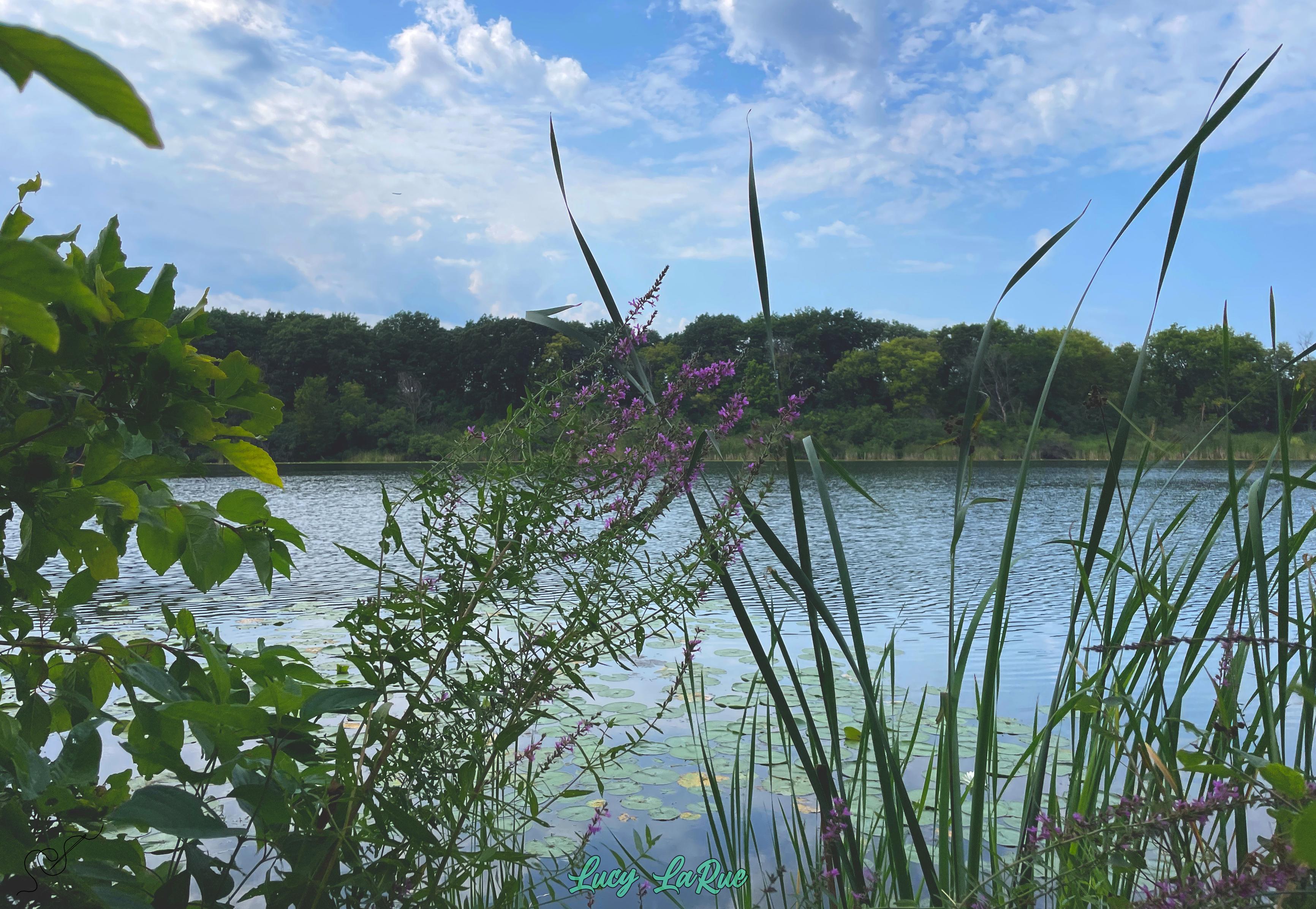 A landscape view of a calm blue lake with lily pads floating on the surface, viewed from the edge of the water with rushes and purple wildflowers partially covering the view. The blue sky is covered in bright white clouds.