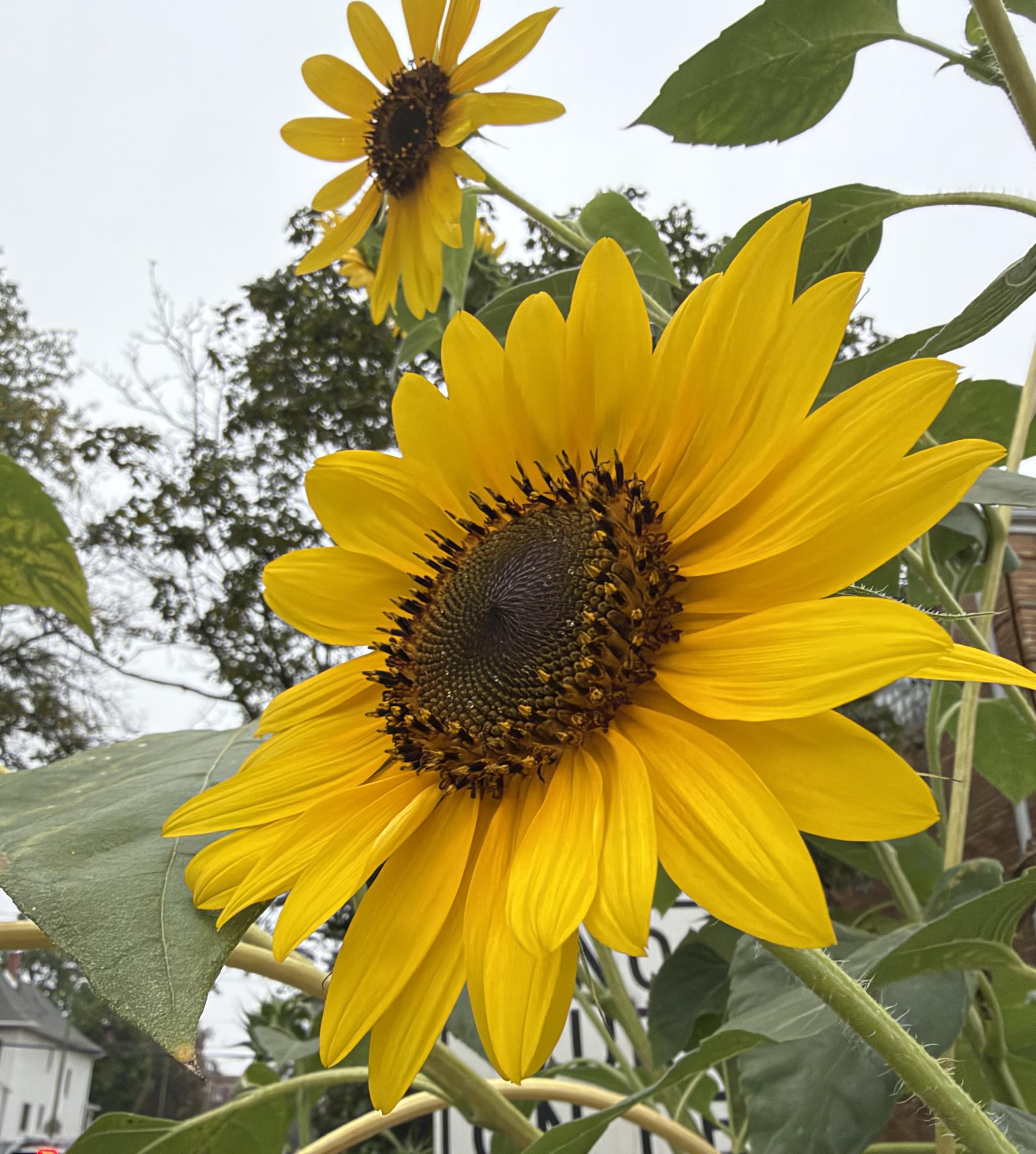 a close-up of a vibrant yellow sunflower in full bloom, with a dark, textured center. In the background, slightly out of focus, is another smaller sunflower and green foliage against an overcast sky.