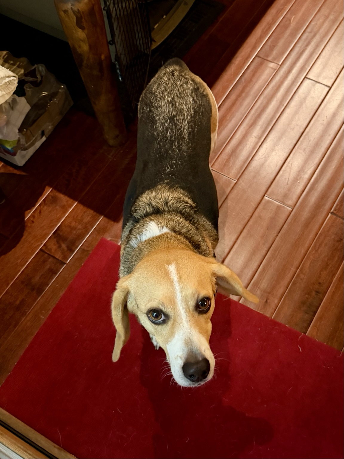 Photograph of a beagle looking up at the camera with a hungry glint in his eye.