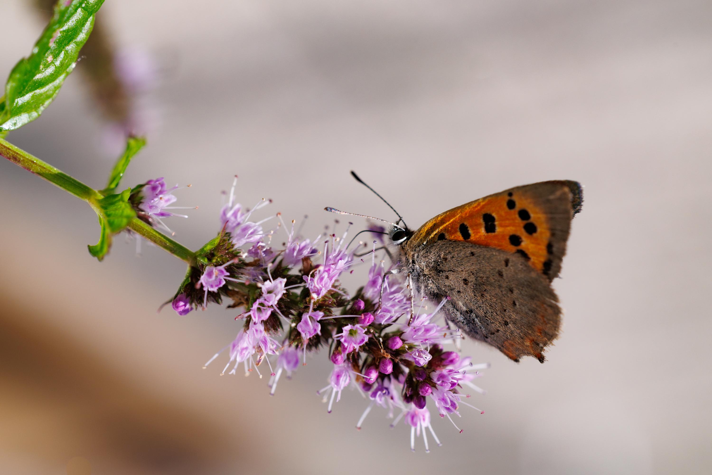 Macro d'un petit papillon Cuivré commun, ailes fermées, dessus orange vif tacheté de noir et dessous brun-gris, posé sur une grappe de fleurs de menthe mauves. Fond flou beige et crème.