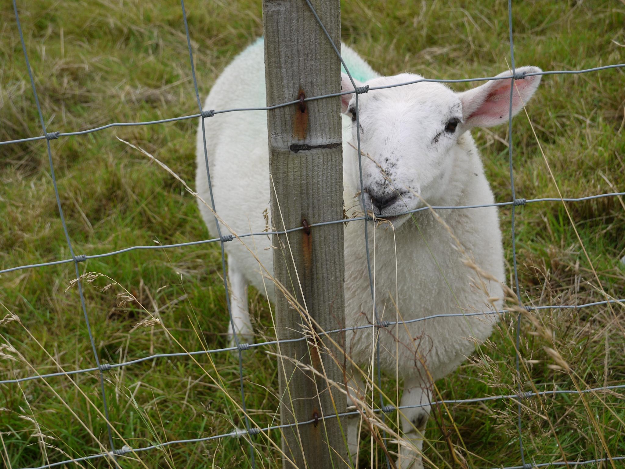 A fluffy white sheep behind a fence looking at you