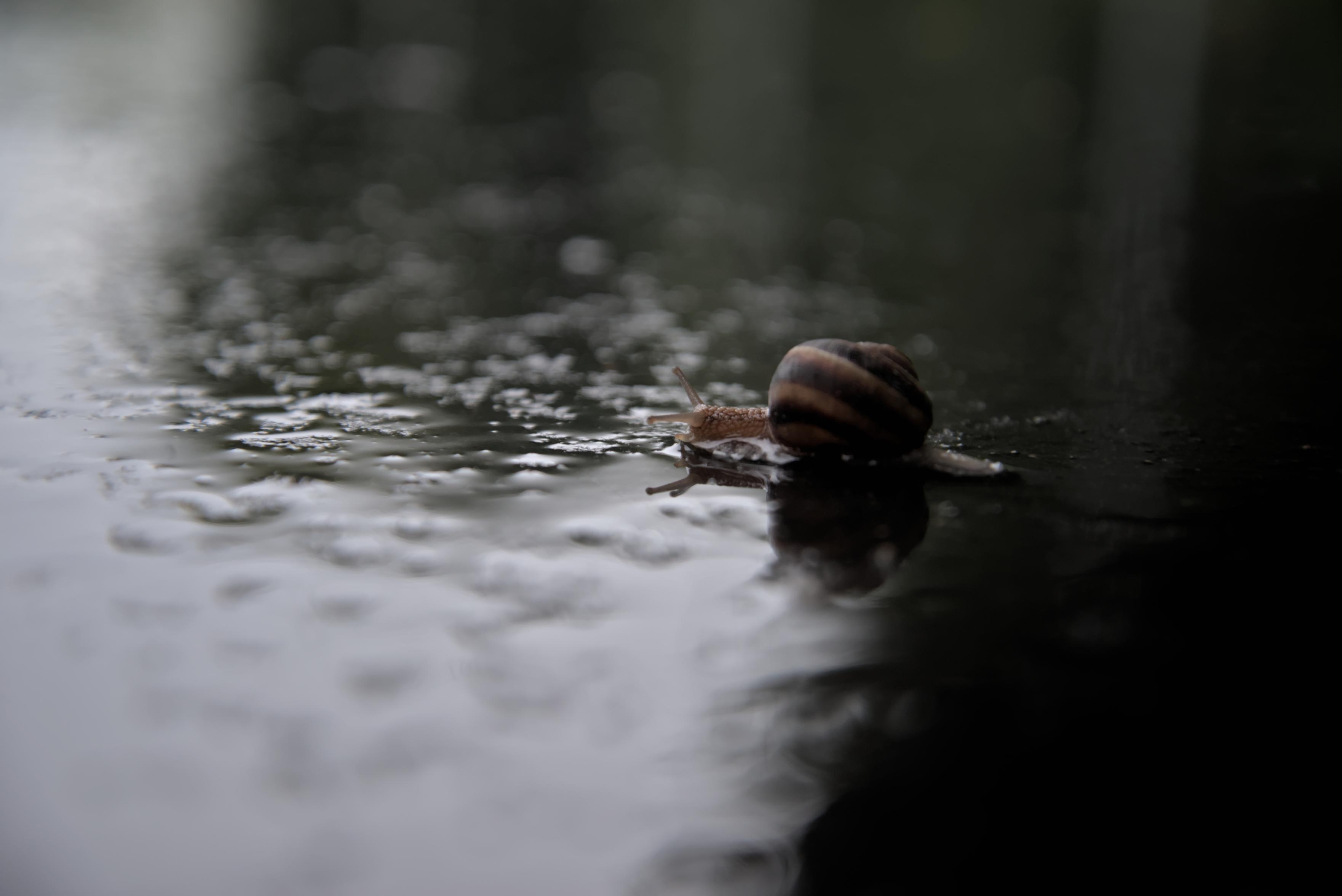 A close-up shot of a small snail crawling across a dark, wet, and reflective surface.The snail is positioned on the right side of the frame, moving toward the left. It has a round shell with dark brown and light tan spiral stripes, and its soft, light-colored body is extended with its tentacles peeking forward. The ground is slick with water droplets and puddles, creating a soft, blurry reflection of the snail underneath it. The lighting is dim and moody, with a very shallow depth of field that keeps the snail in focus while the foreground and background fade into a dark, abstract blur.